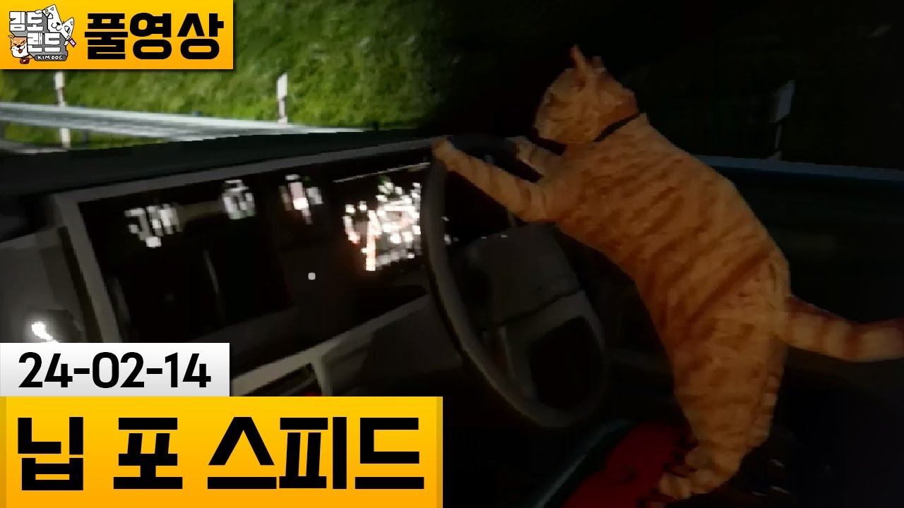 [닙 포 스피드] 판사님.. 고양이가 운전해서 그런거에요..! (24-02-14) | 김도 풀영상