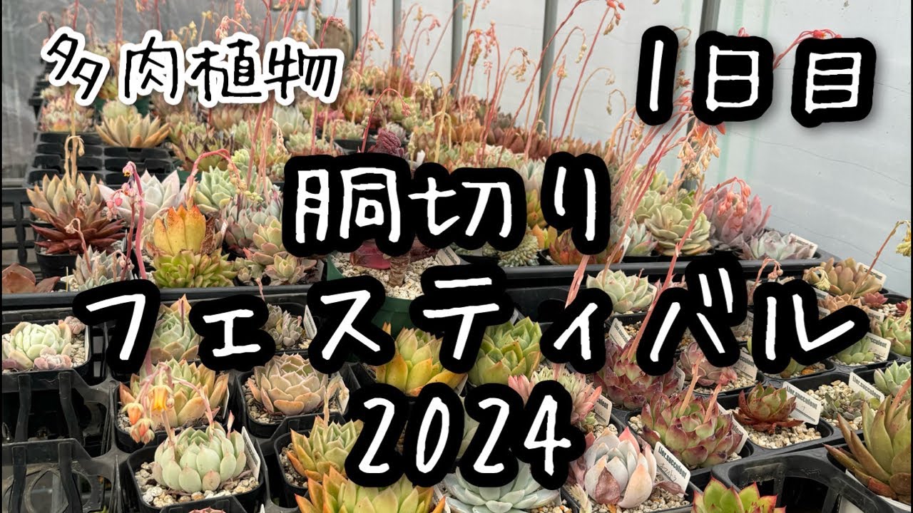 【多肉植物】胴切りフェスティバル2024！1日目 2024.03.15