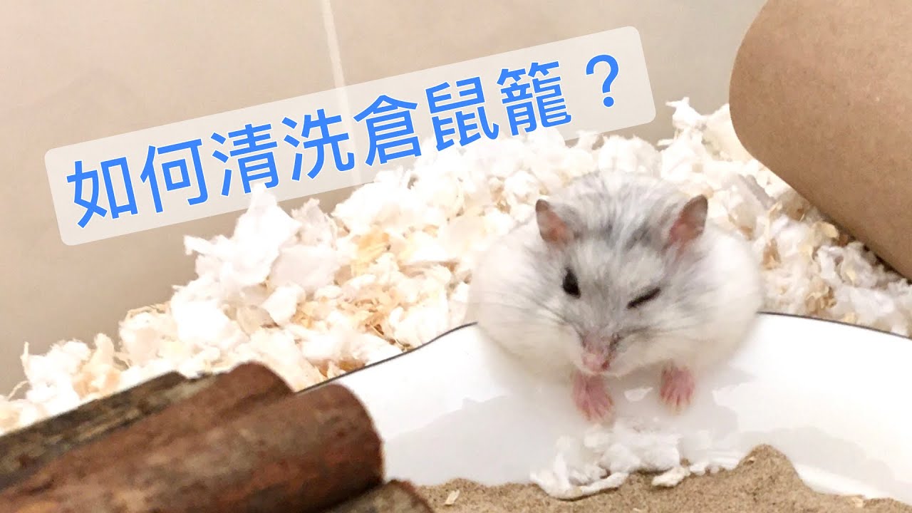 如何清洗倉鼠籠？三星期才洗一次？