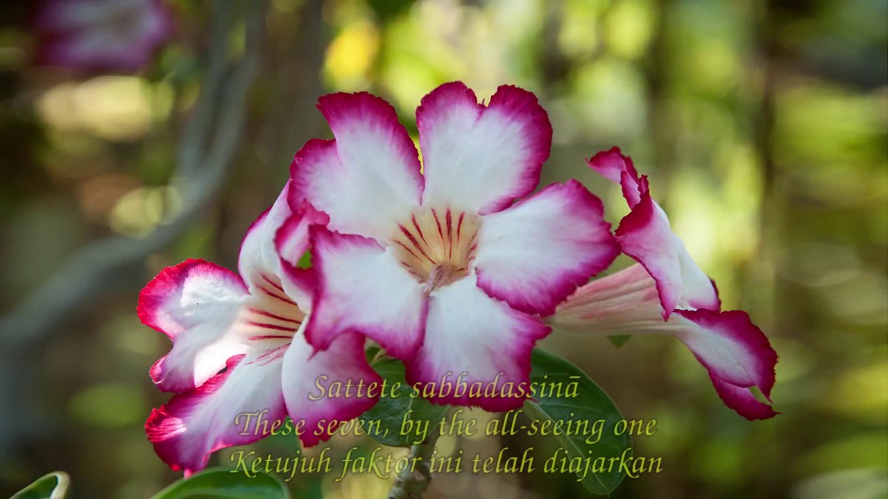 Chant of Bojjhanga Paritta - The Seven Factors Of Enlightenment