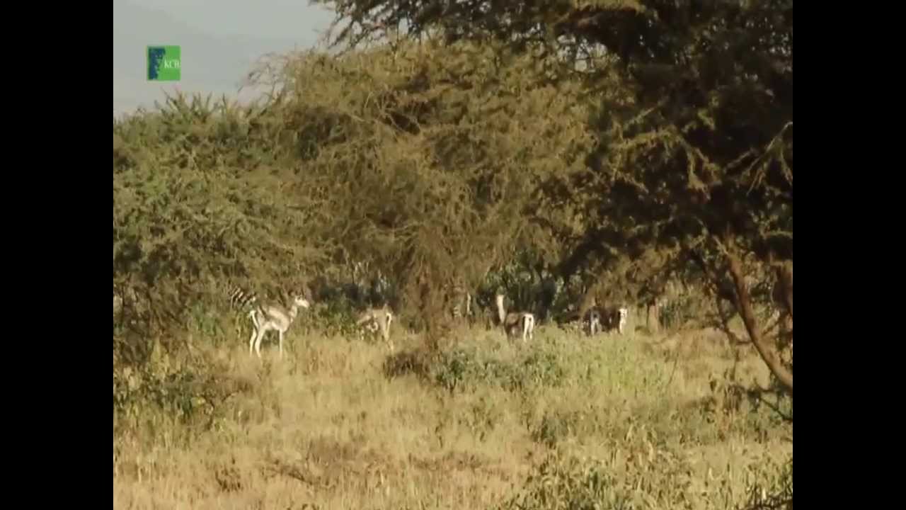 2013 KCB Safari Part1