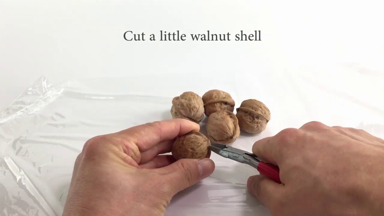호두키우기 How to do grow Walnut?  From walnut seed to germination