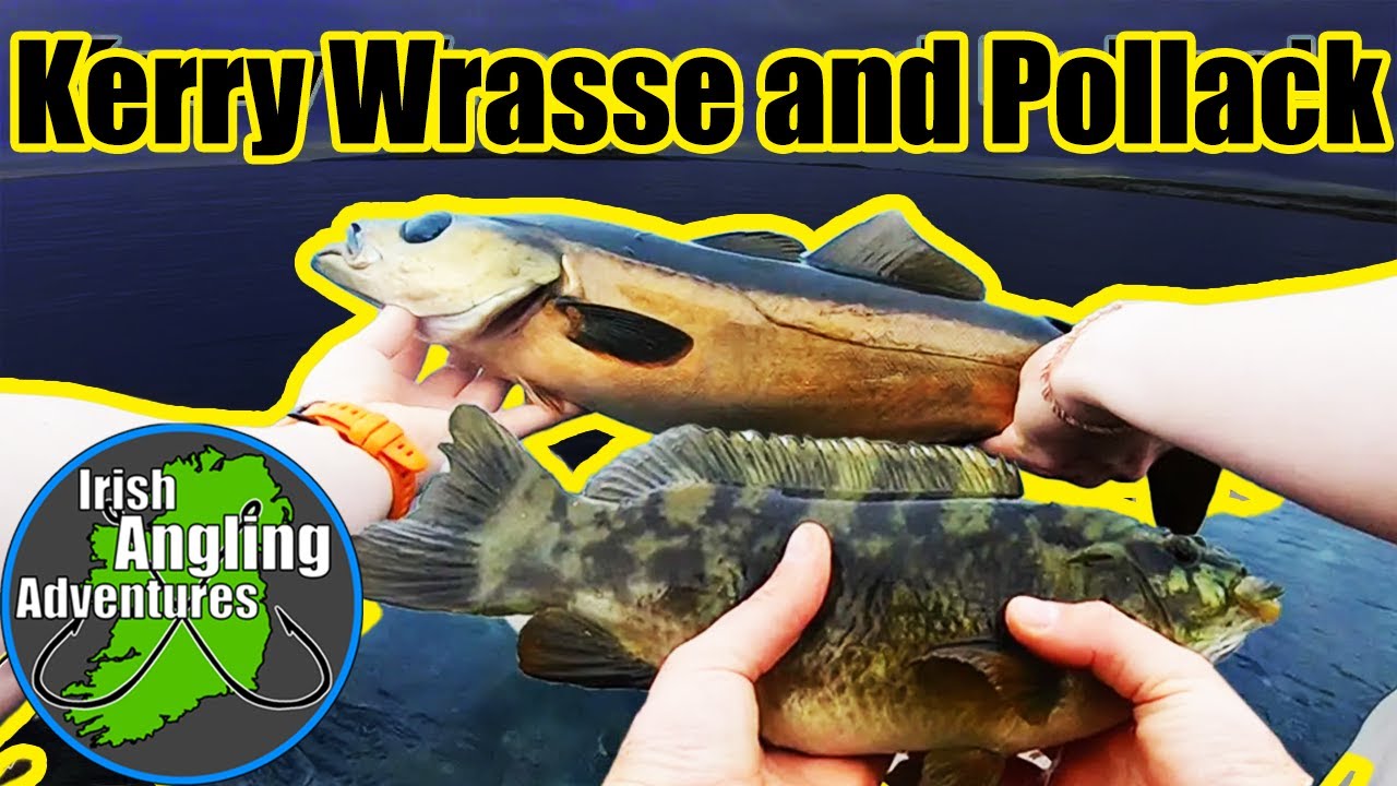 Kerry Wrasse and Pollack on Lures #lurefishing