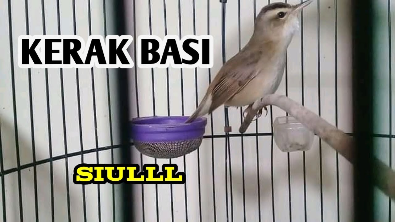 Kerakbasi Alis Hitam Gacor Nyuling