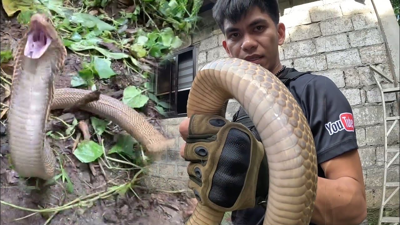 DALAWANG JUMBO NA COBRA SA GILID NG BAHAY