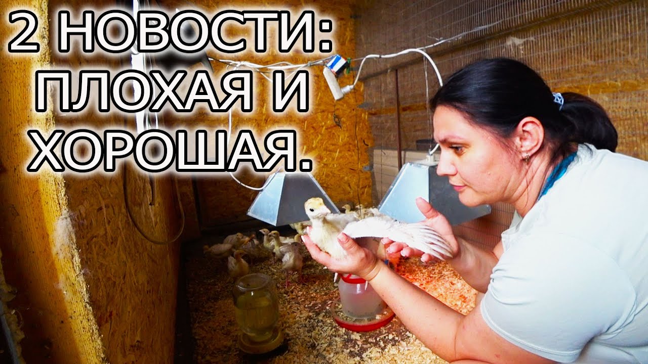 ВИНОГРАД ВЫМЕРЗ, ИНДЮКИ РАСТУТ!