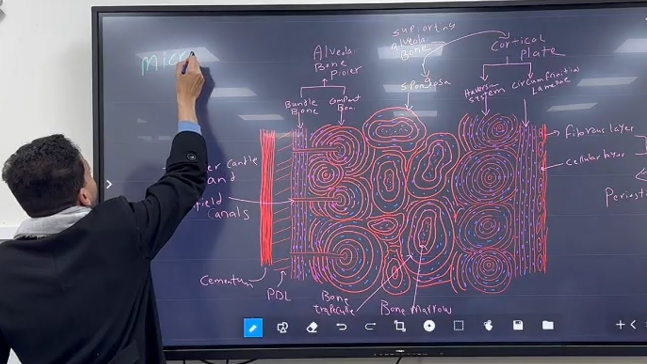 Macro & Micro Anatomy of Alveolar Bone , 2026
