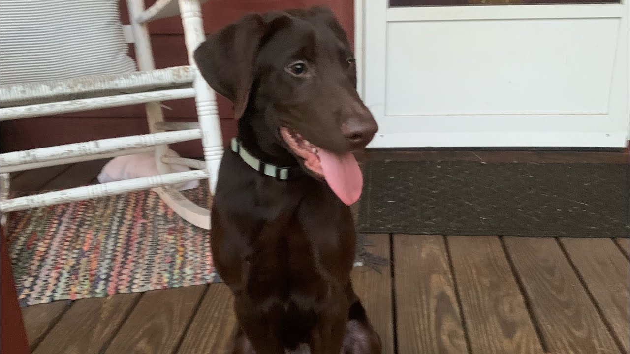 Amos&rsquo; Journey: From 7 week old puppy to Finished Retriever- Week 18