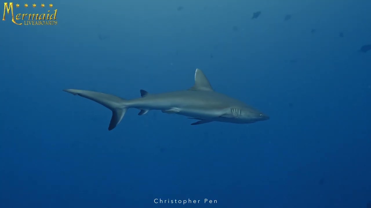 Raja Ampat Christmas 2025 & New Year 2026 Diving Cruise with Mermaid I (4K)