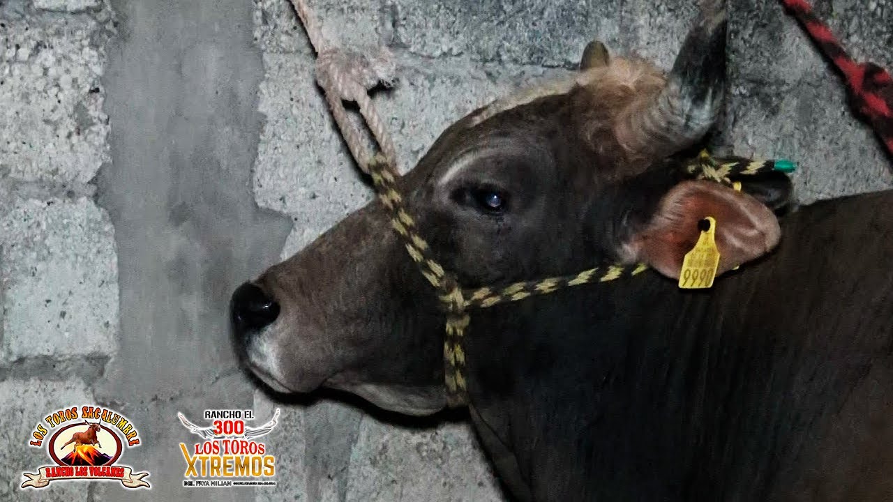 18 ANIVERSARIO DEL RODEO MI CHUY || RANCHO LOS VOLCANES Y EL 300 EN JALA NAYARIT 2022