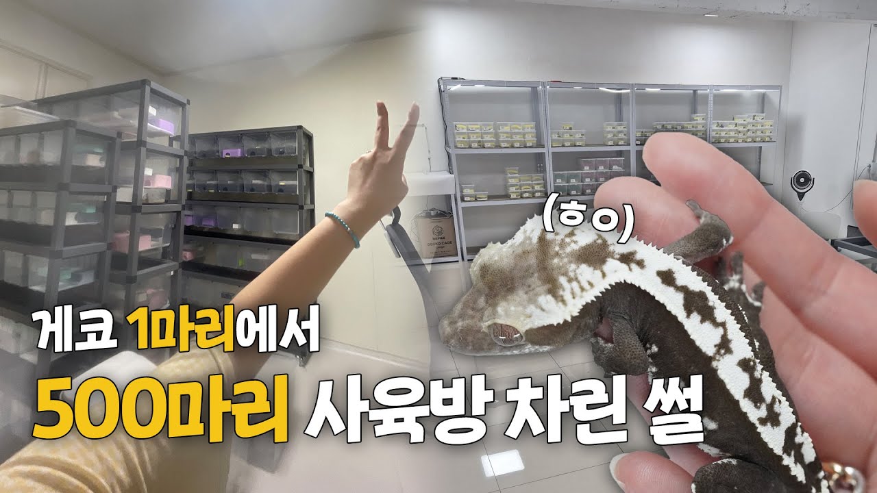 어쩌다 사육방 오픈까지 하게된걸까...?