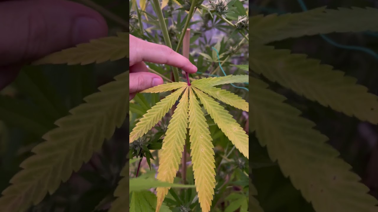 Columbian Gold aka Santa Marta Gold #cannabiseducation #cannabis #greenhouse #cannagrow