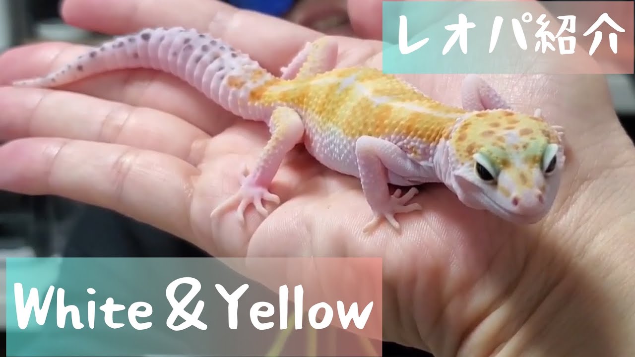 我が家のレオパの紹介　W＆Y