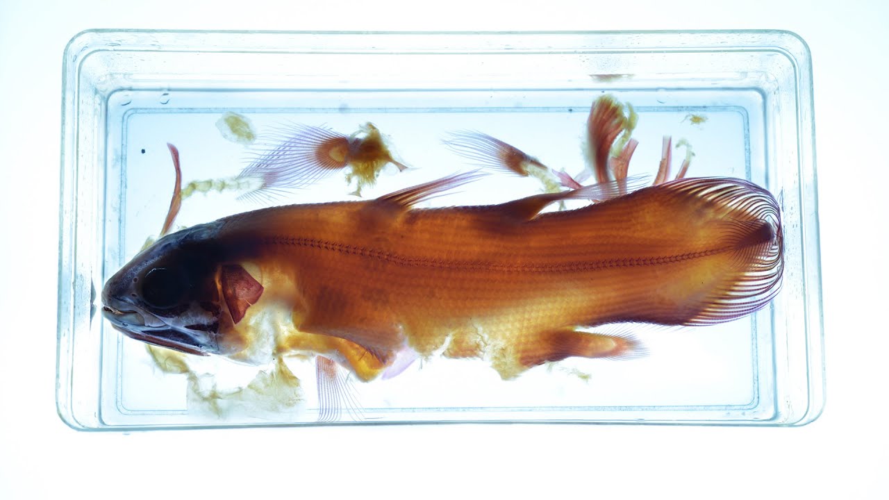 Six Ways To Prepare a Coelacanth - Shelf Life #3