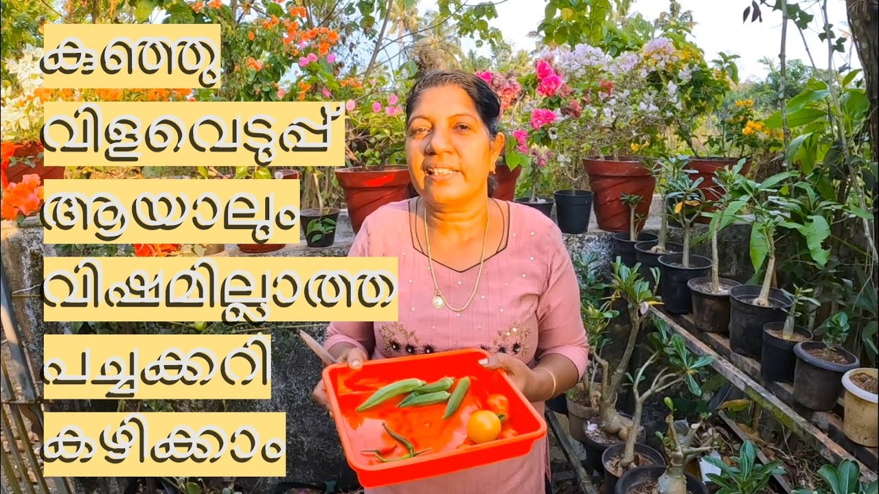 കുഞ്ഞു വിളവെടുപ്പ് ആയാലും വിഷമില്ലാത്ത പച്ചക്കറി കഴിക്കാം 