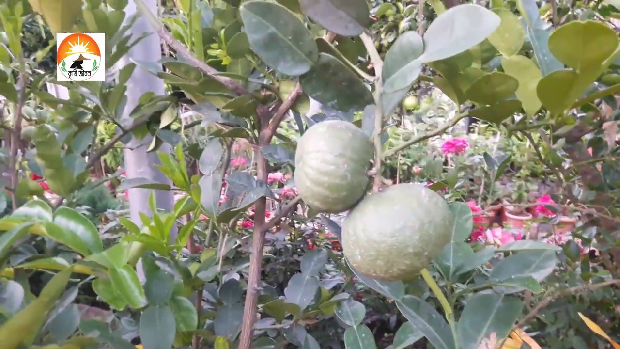 সিলেটের সাতকড়া কি আসলেই সিলেটে চাষ হয়? সাতকড়ার চাষ।সাতকড়ার আচার।  সাতকড়ার রেসিপি। সাতকরা কোথায় হয়।