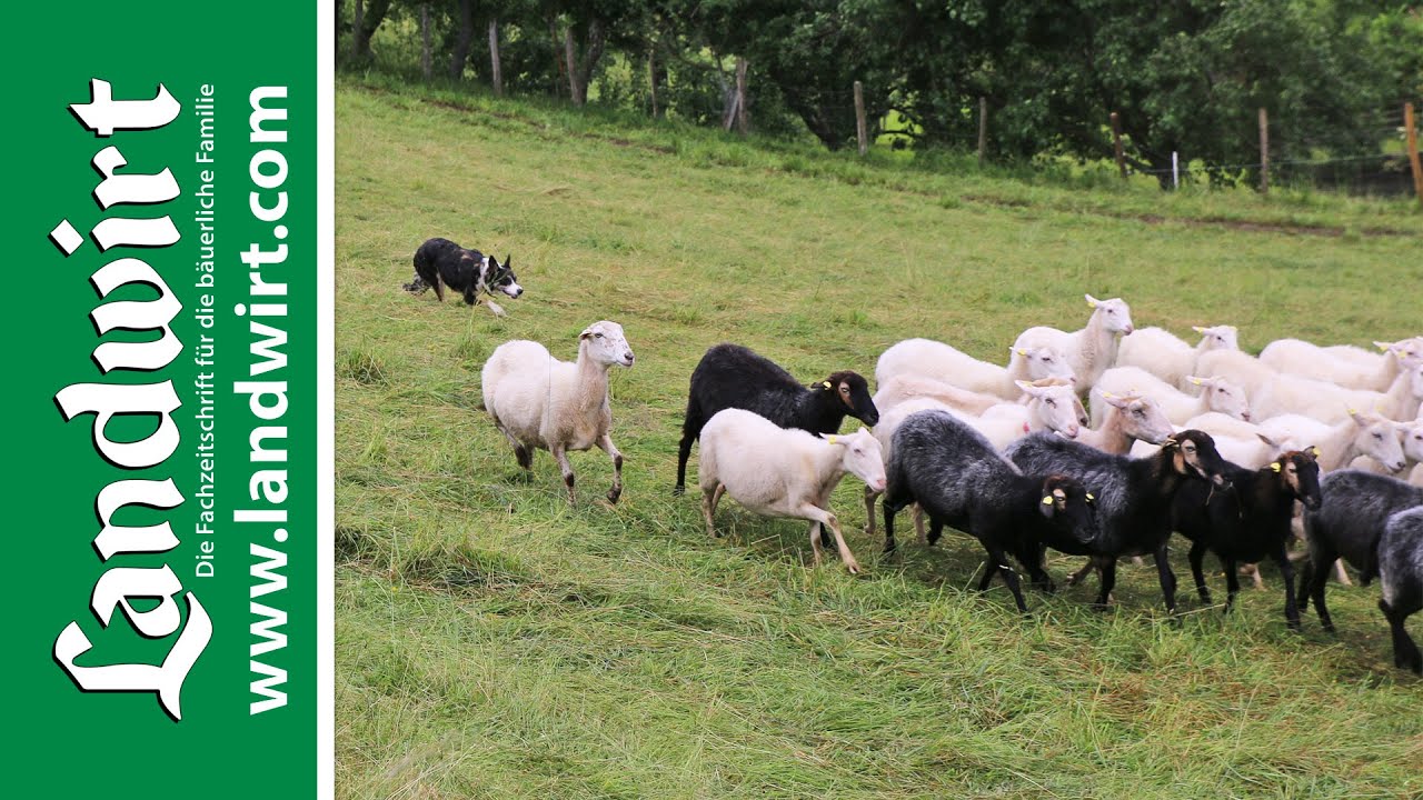 Hütehunde im Praxiseinsatz | landwirt.com