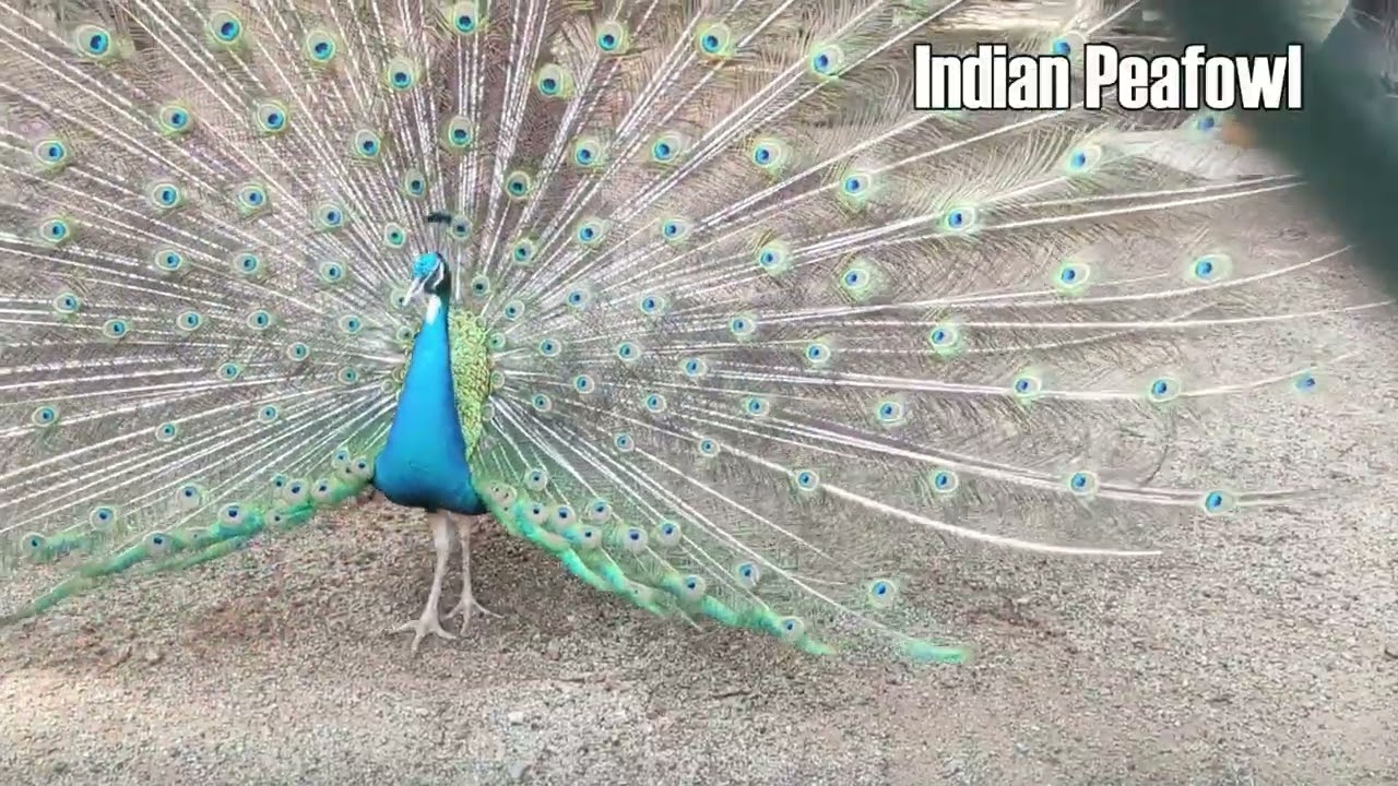 All Animals at Johor Zoo [2026]
