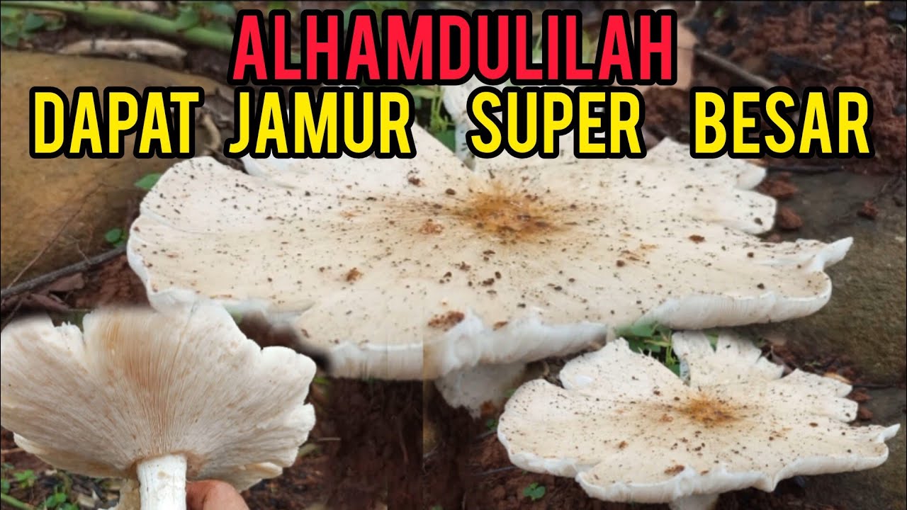  jamur paling besar  yg saya temukan saat ini