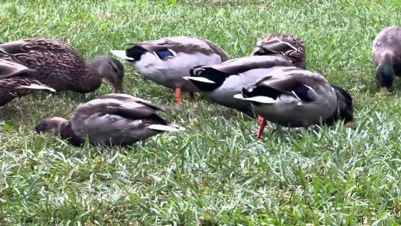 Украденное время, те же утки. AsSarahTurnsDucks_Ep84_ 24 сентября 2025 г.