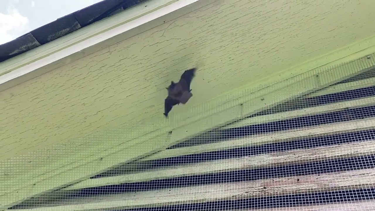 Bat Removal from Attic