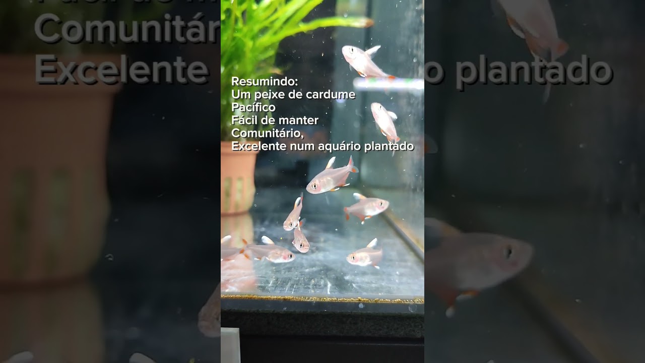 Rosy Tetra (hyphessobrycon ornatus)