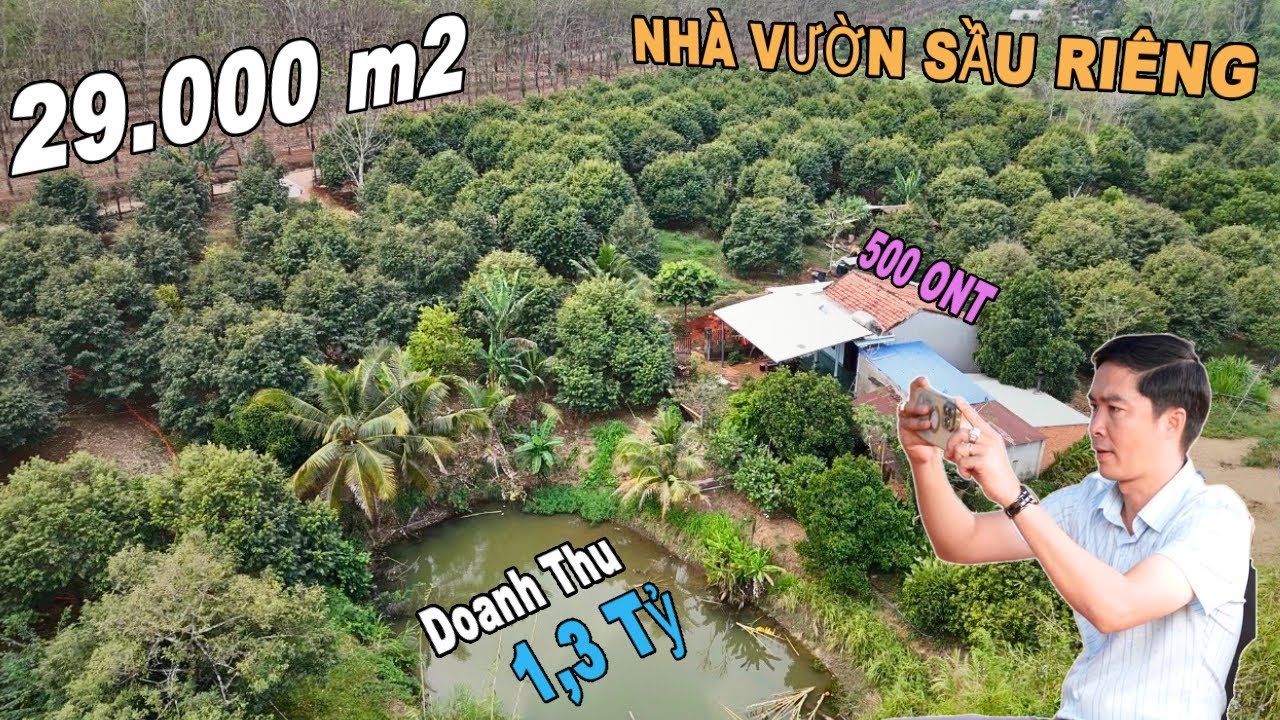 Vườn SẦU RIÊNG 2,9ha với thu nhập hơn Tỷ Đồng mỗi năm và Lý Do mà chủ phải ngậm ngùi bán đi !