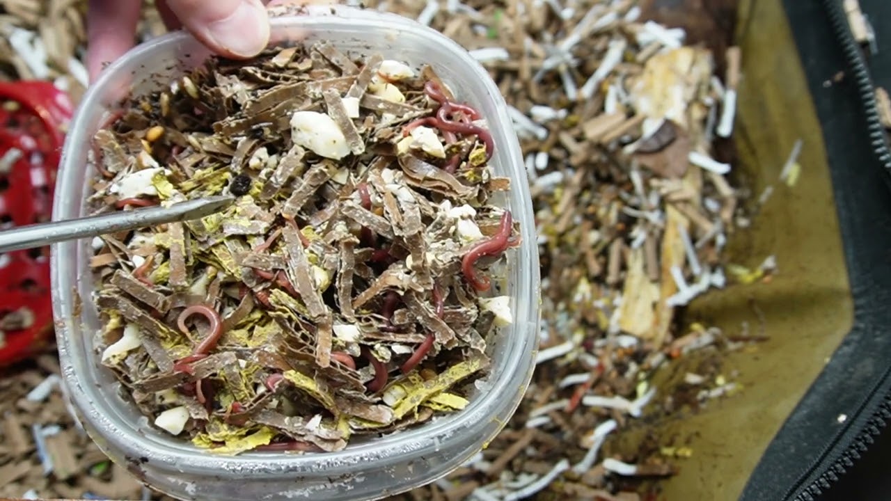 Will composting worms eat hard boiled eggs? Let's find out.