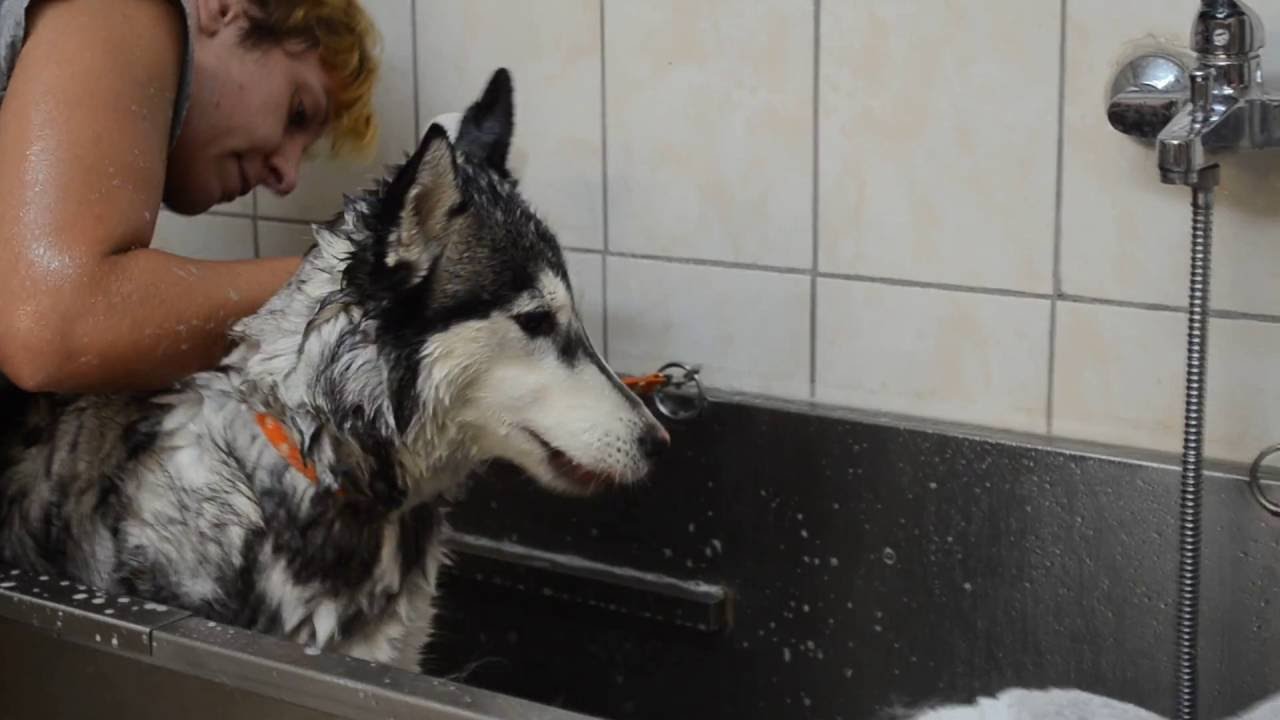 Σιλικονούχα βούρτσα ZOOM GROOM για μασάζ μπάνιο και αφαίρεση τρίχας. τριχα σκυλου