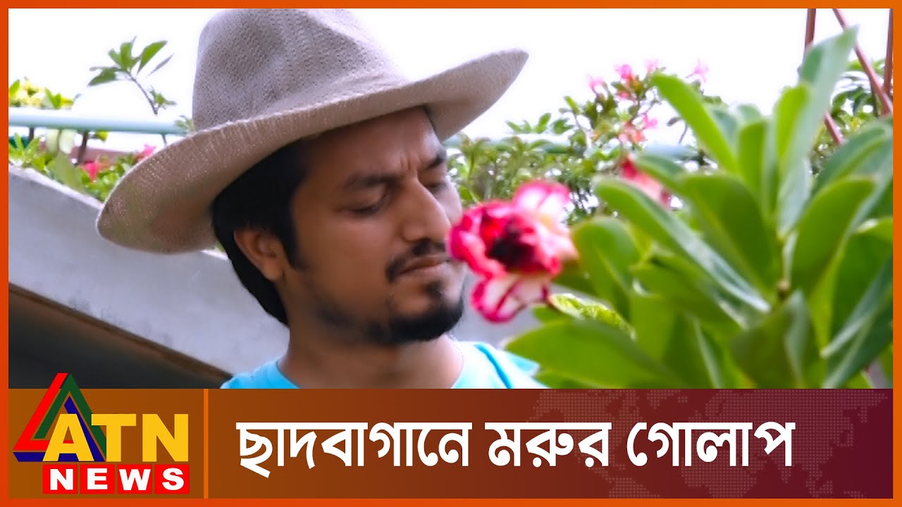 সফল অন্তুর গল্প | অ্যাডেনিয়াম | Adenium ( Desert rose ) Plant | ATN News Special