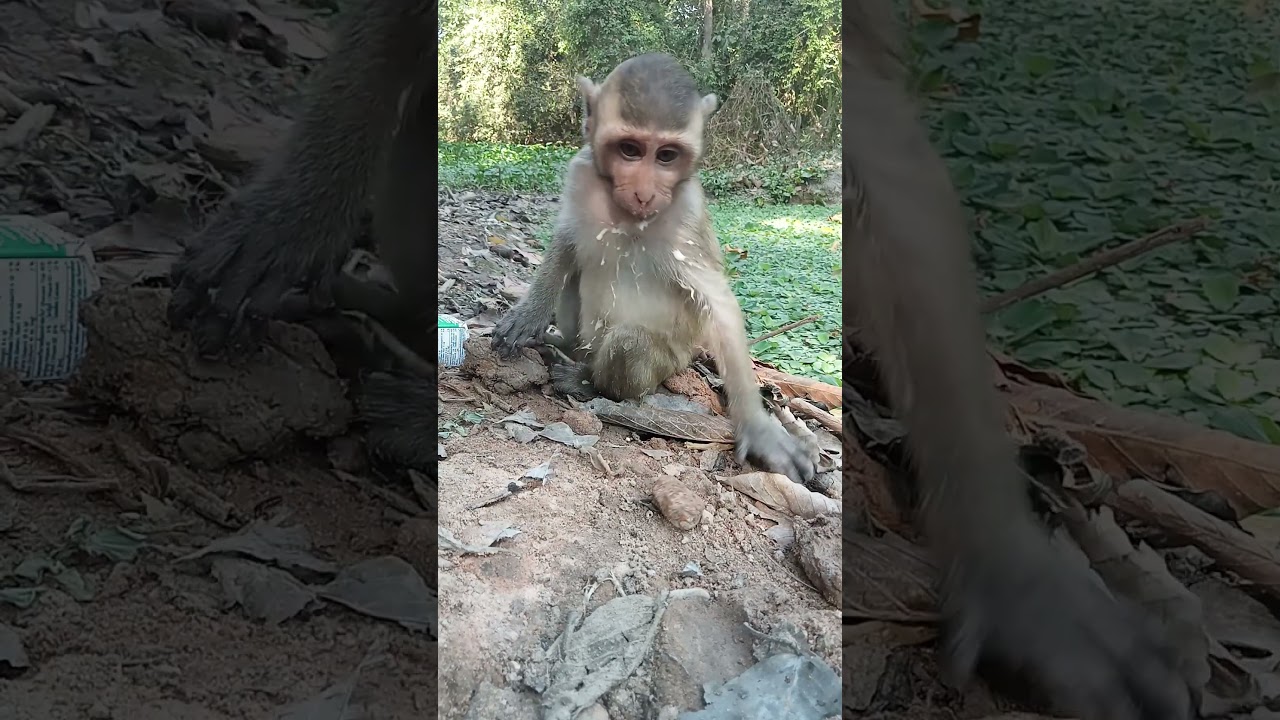 Monkey Daily Show