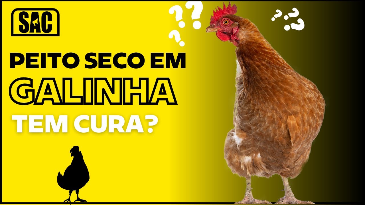 Como curar PEITO SECO em Galinhas | E2