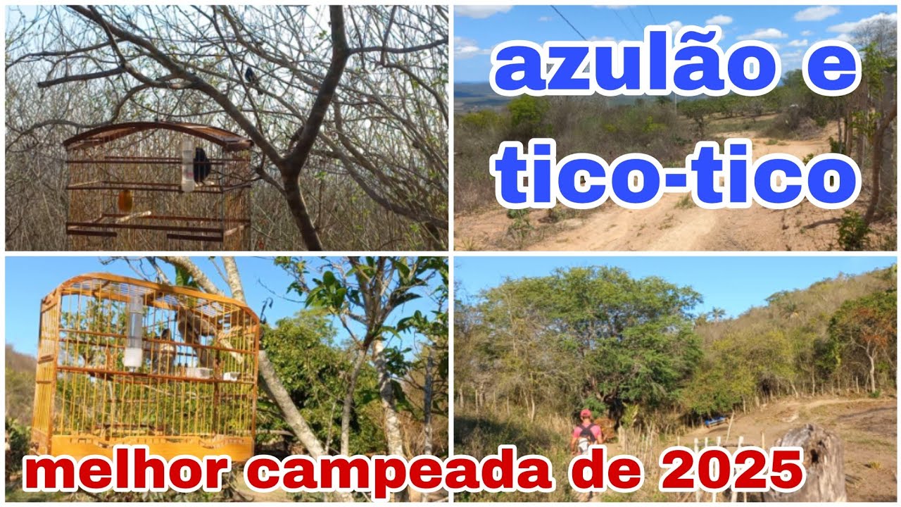melhor campeada de 2025 com Azul&atilde;o e Tico-tico. veio Azul&atilde;o solto e os tico-ticos