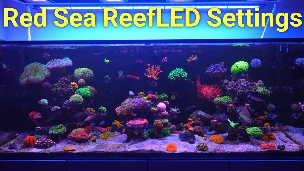 Настройки моего Red Sea ReefLED (плюс настройки AI Blade Grow)