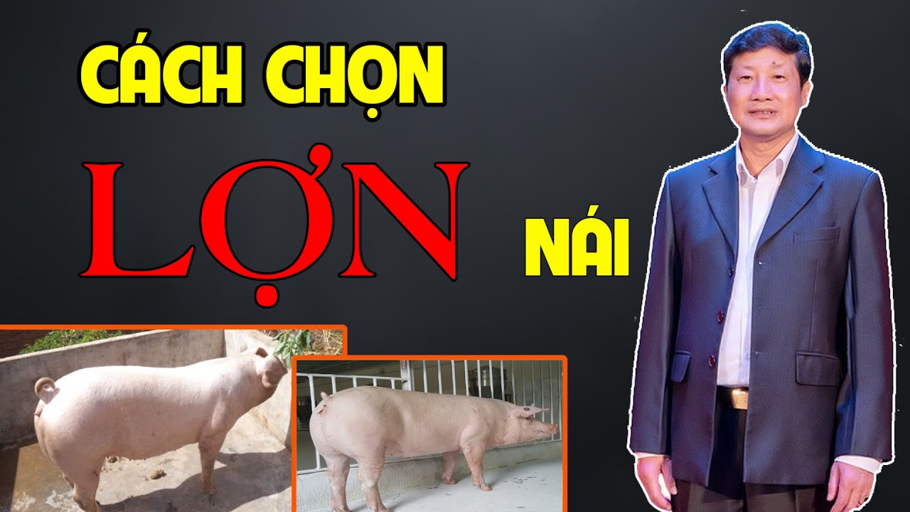 PGS.TS PHẠM NGỌC THẠCH | CÁCH CHỌN LỢN NÁI