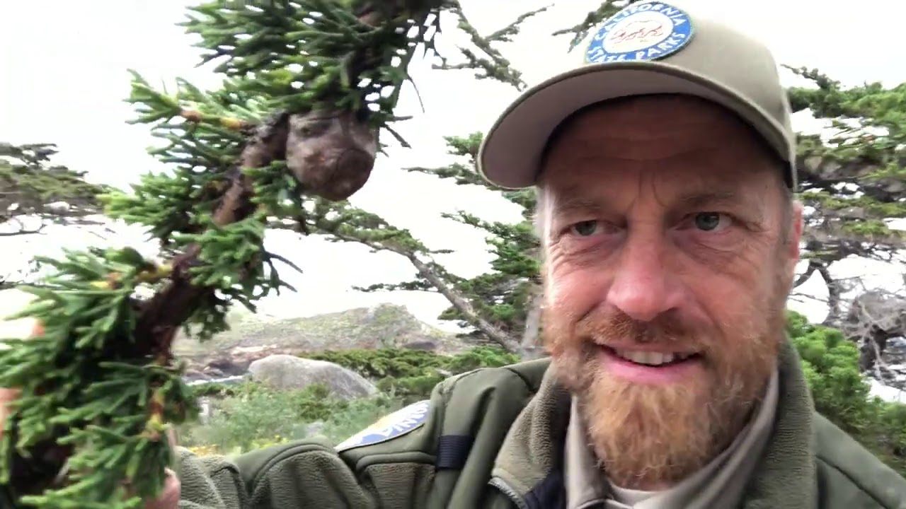 Point Lobos #botanyblast Tree Talk Moment: Identifying the Monterey Cypress Tree