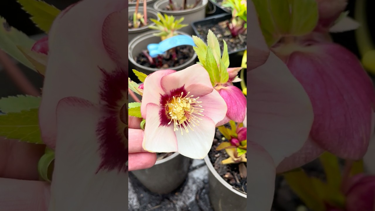 Single pink helleborus x hybridus with dark nectaries #hellebore #helleborus #морозник