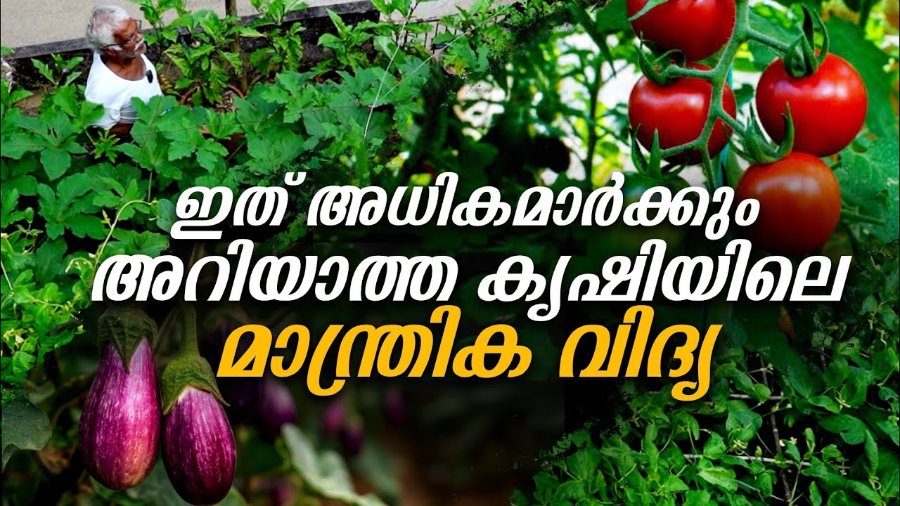വീടുകളിൽ ഈ കൃഷി രീതി ഒന്ന് പരീക്ഷിച്ചു നോക്കു അത്ഭുത വിളവ് കാണാം !