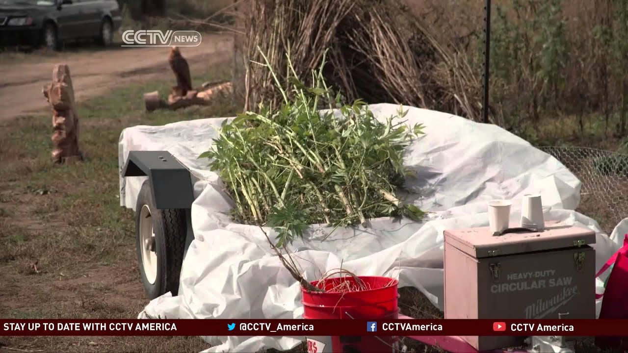 Hemp farmers hope for a bumper market