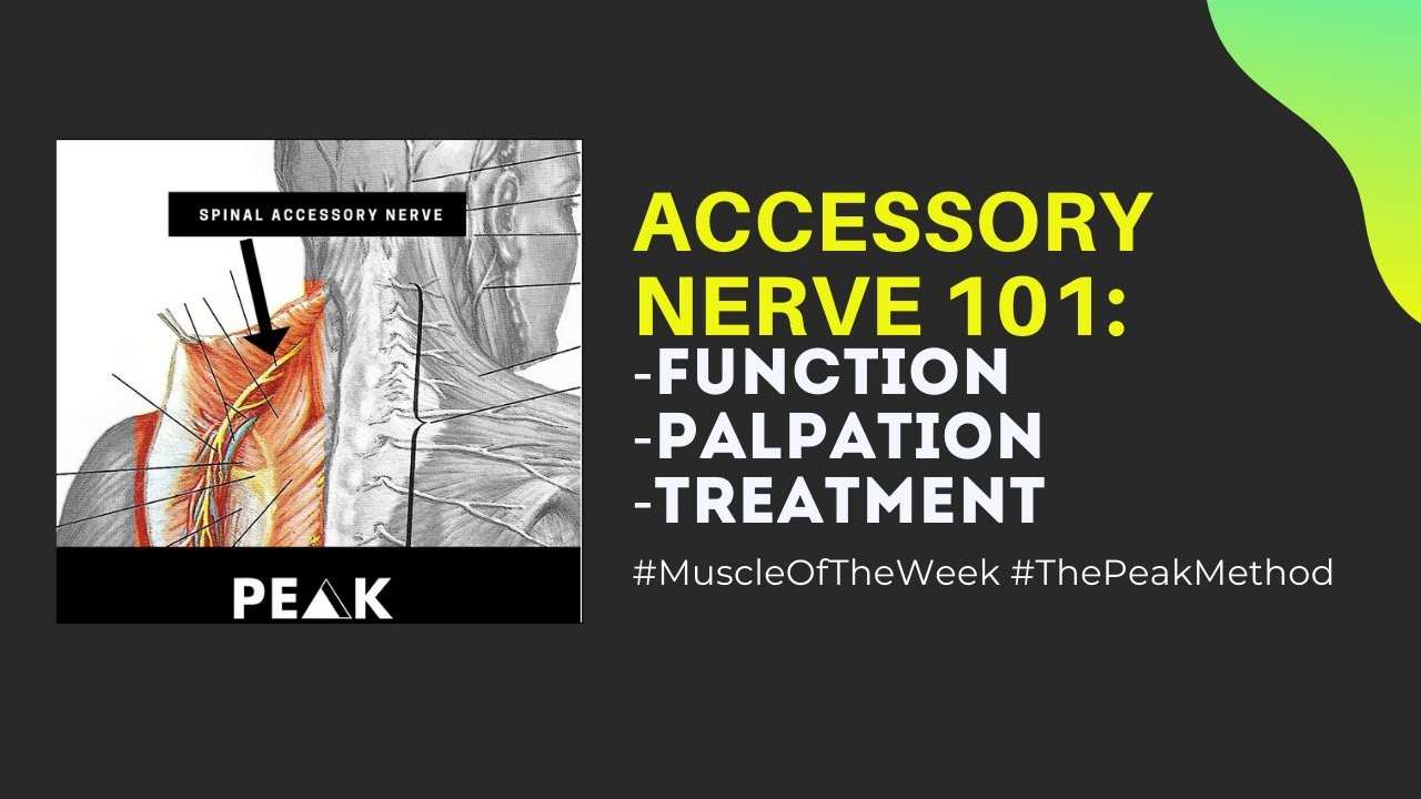 Accessory Nerve 101: Function, Palpation & Treatment
