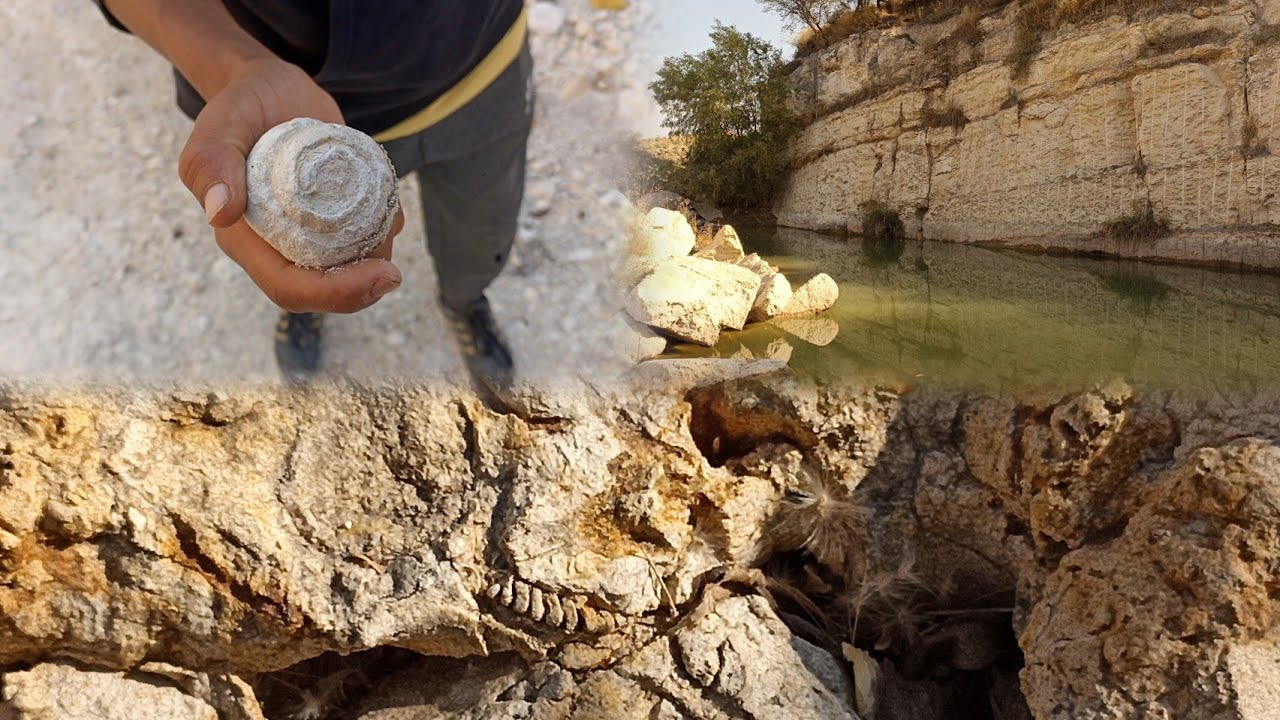 Encontramos fósiles de hace 100 mil años🐚⛏️