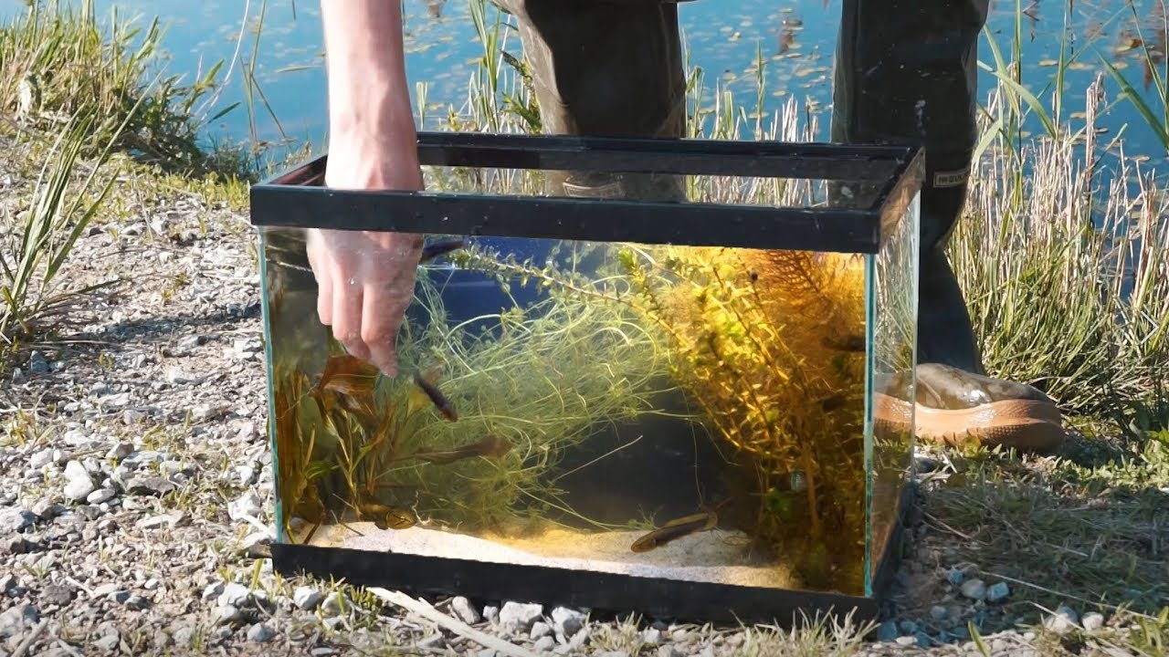 Building Wild aquarium FREE + baby bowfin