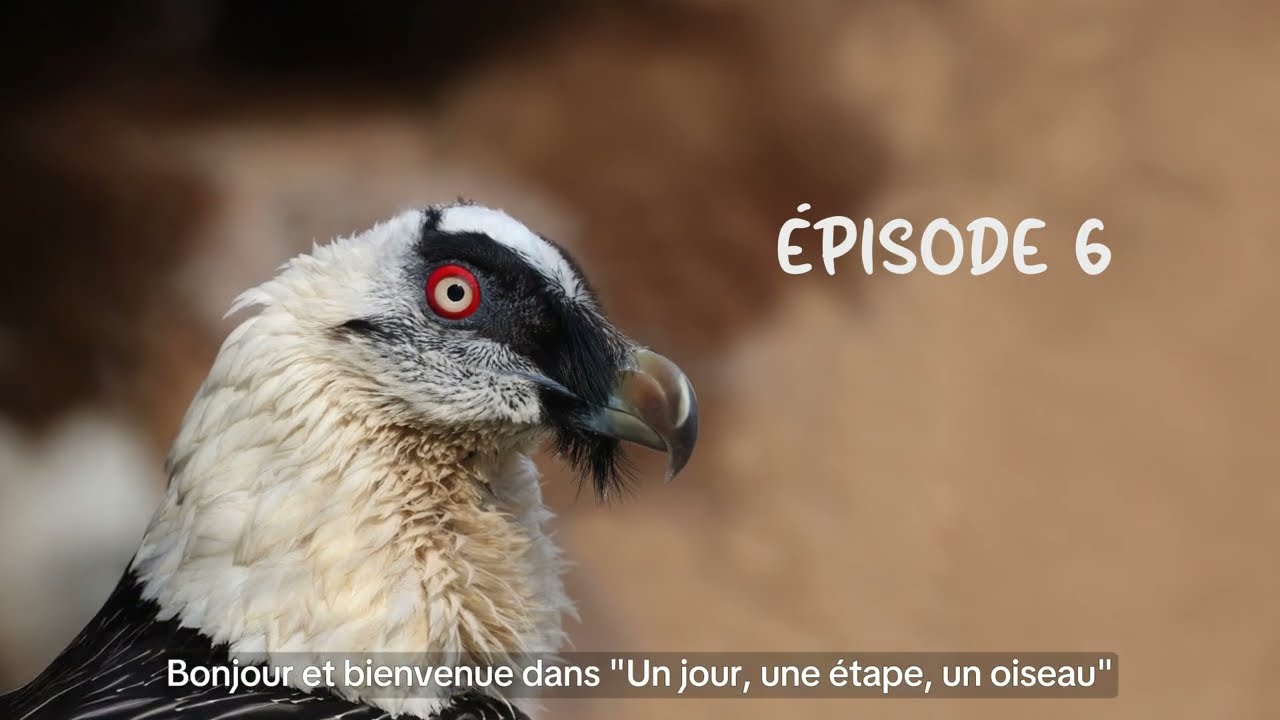 Un jour, une étape, un oiseau - Ep6