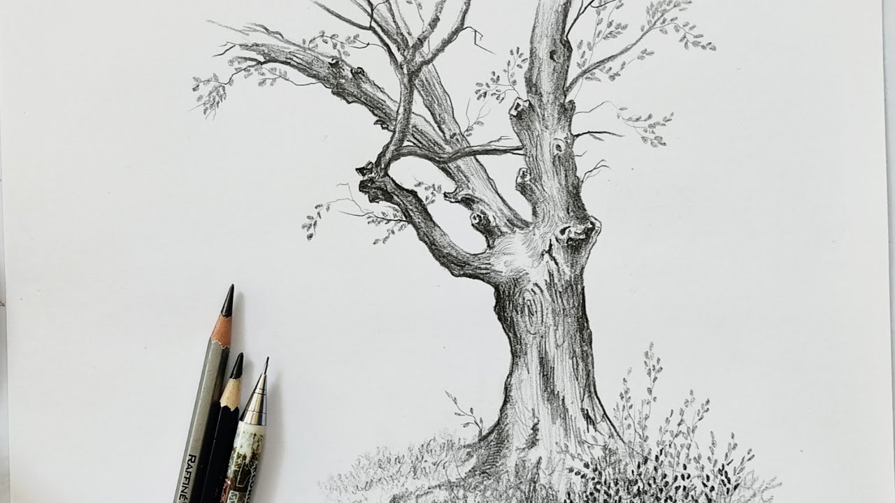 Tree drawing with pencil