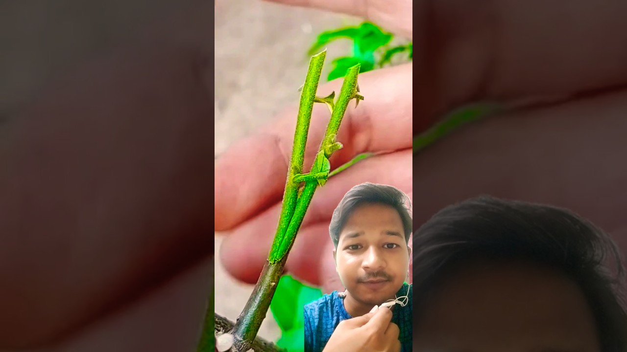 Ek sath do plant #plants #satisfying #garden #gardening #garfting #tech #agriculture #prajapati