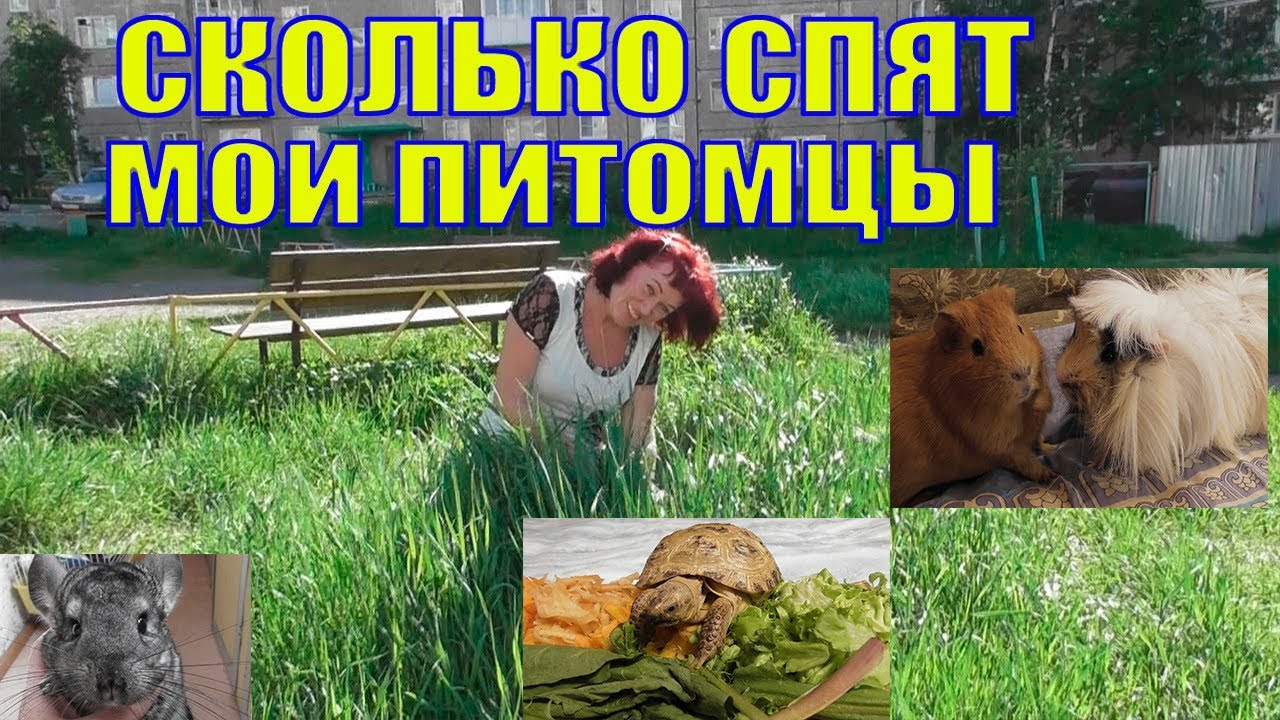 Вафелька облезла/ Сколько спят мои питомцы/ Манжетка для шиншиллы