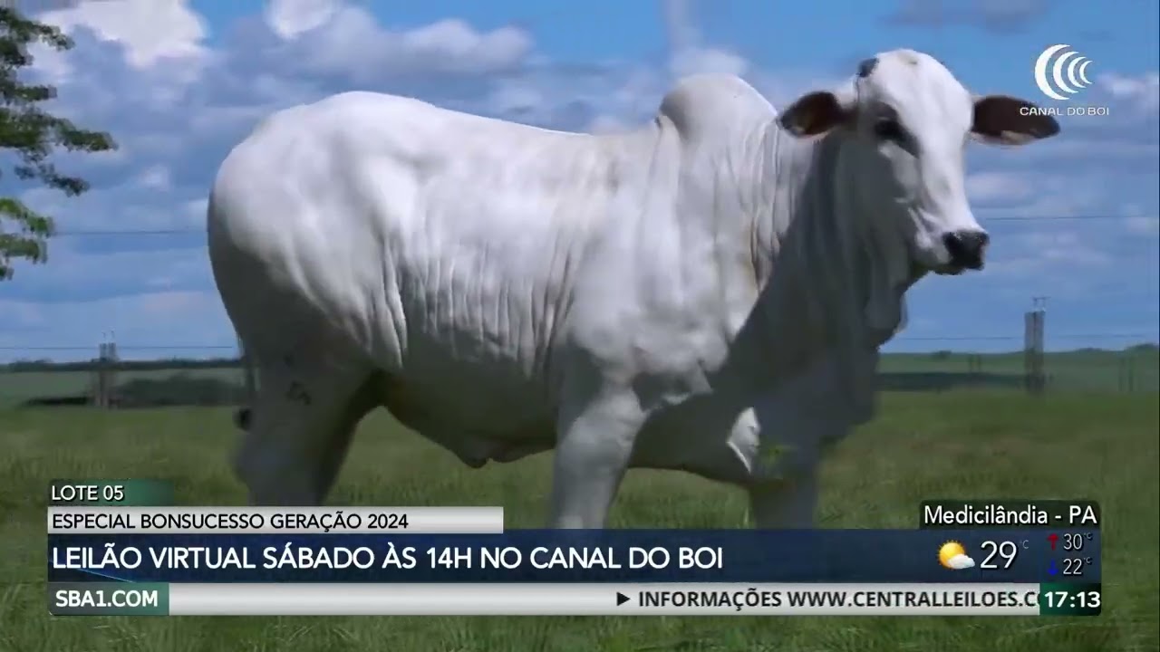 Garrotes e bezerras especiais serão atração do Leilão Bonsucesso Geração 2024