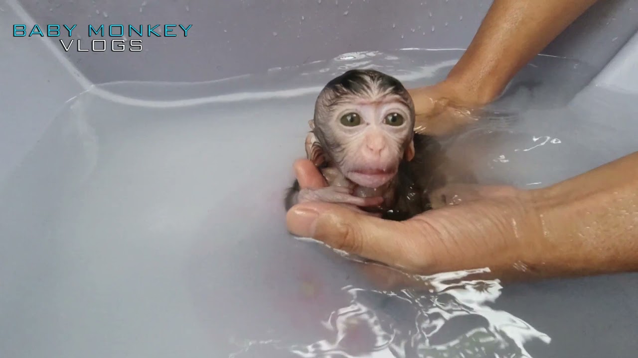 TUTORIAL HOW TO BATHING TINY BABY MONKEY SO THAT SHE NOT CRYING
