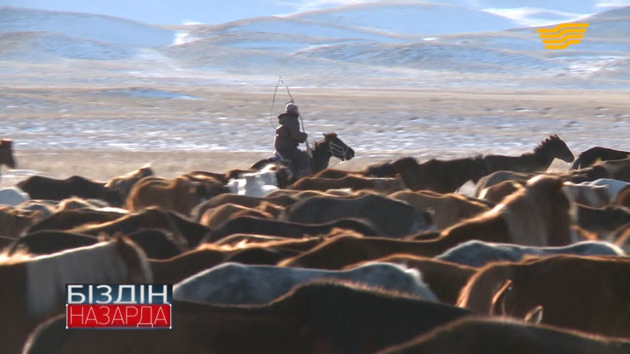Софиевка ауылының тұрғындары шаруашылыққа қосқан жылқыларын ала алмай жүр