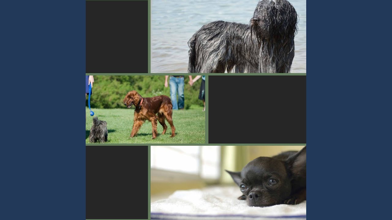 Background for Weekend with Dog
